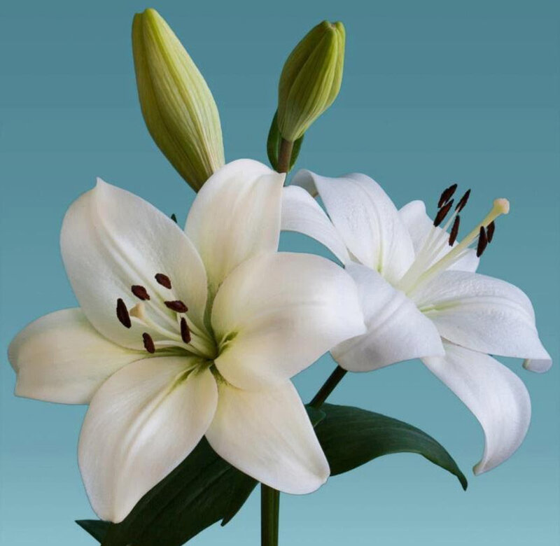 White Lilies with Buds — Calm