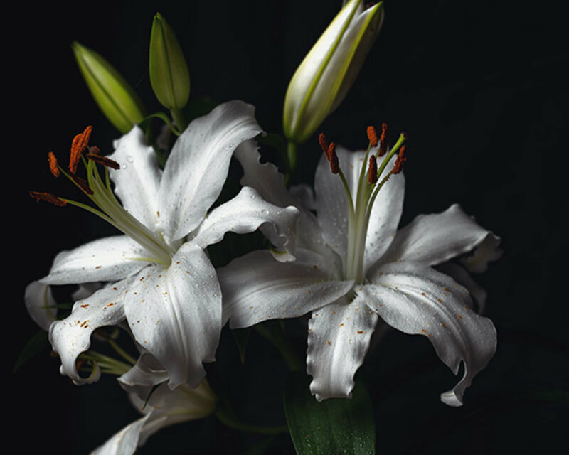 White Lilies with Buds — Dramatic