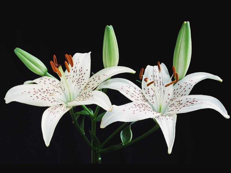 White Lilies with Buds — Serene