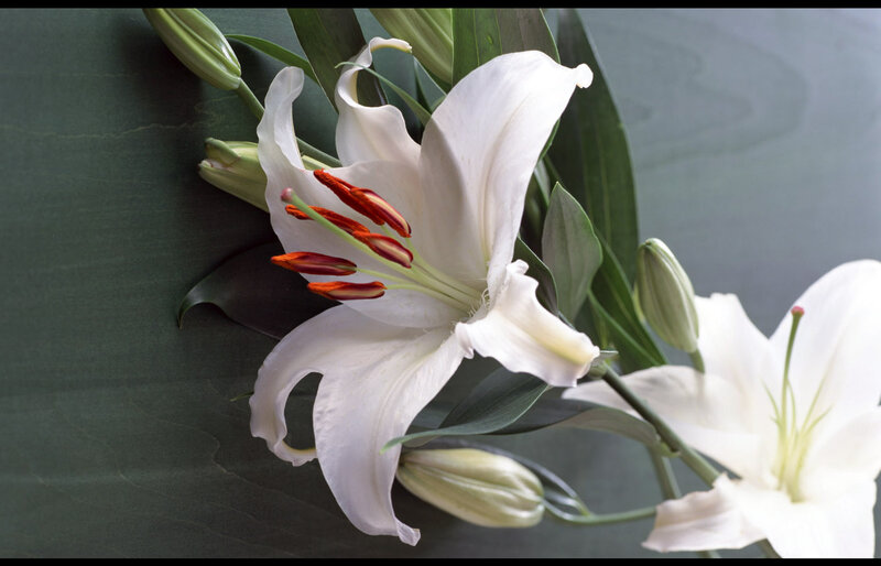White Lilies with Buds