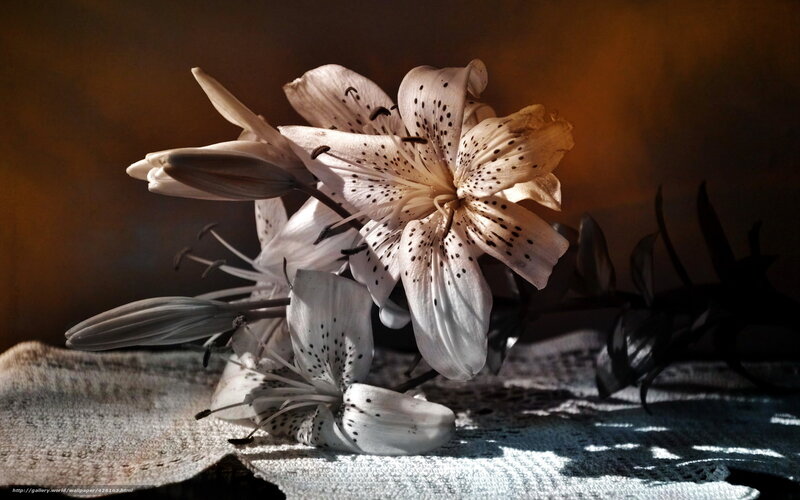 White lilies with dark spots