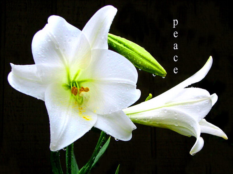 White Lilies with Dew