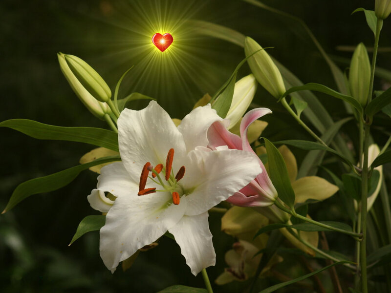 White lilies with glowing heart
