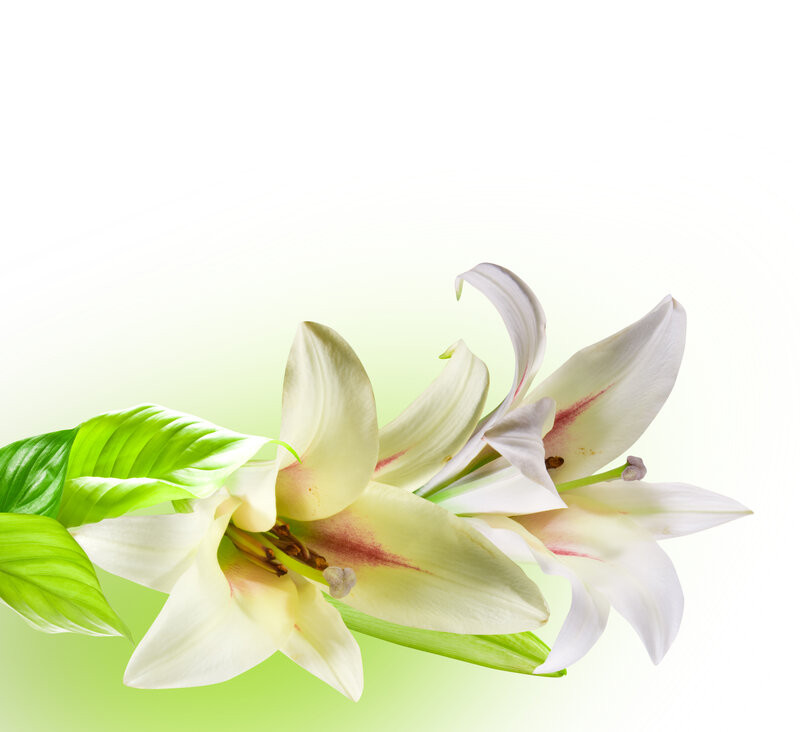 White Lilies with Green Leaves — Calm