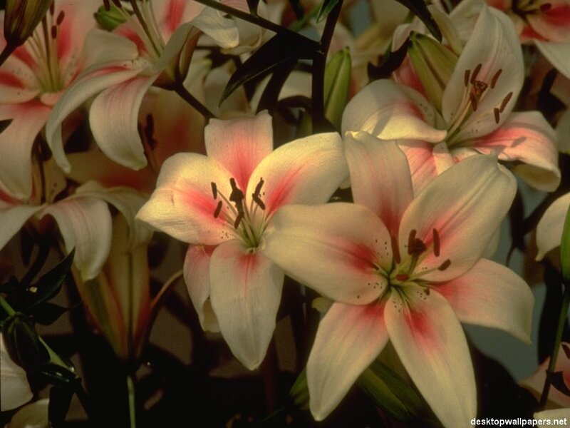 white lilies with pink accents