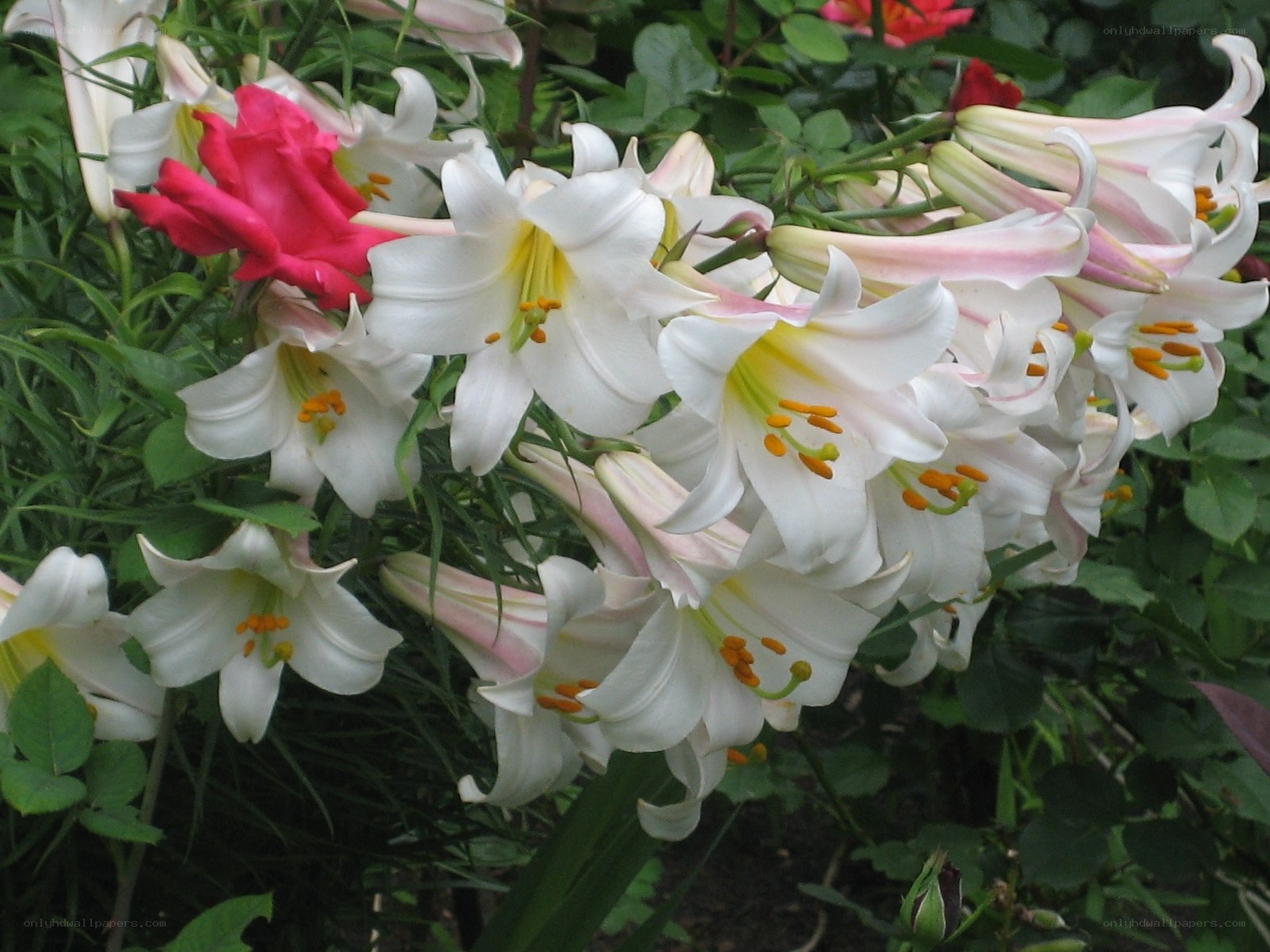 White lilies with pink accents