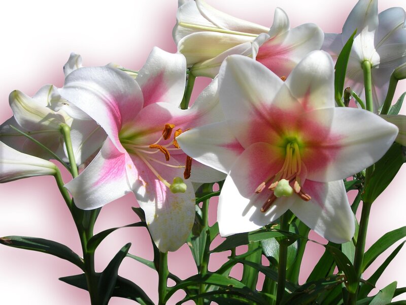 White Lilies with Pink Centers — Serene