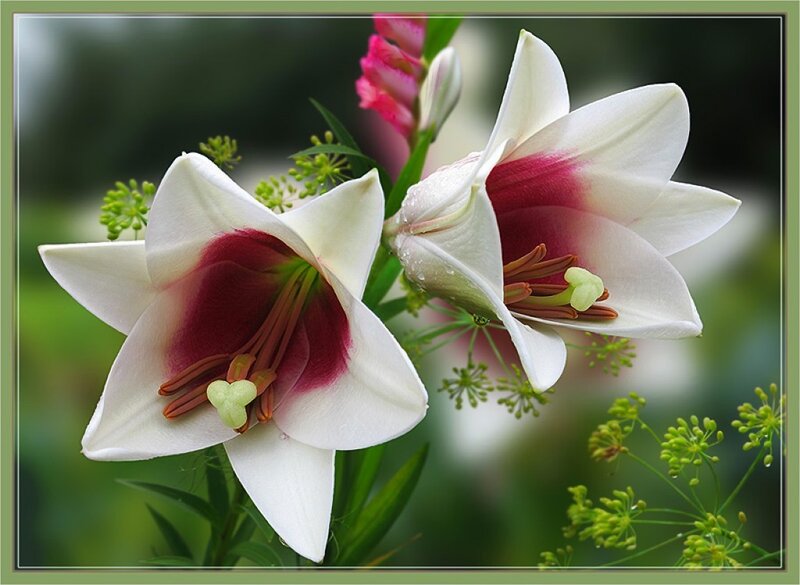 White Lilies with Pink Centers
