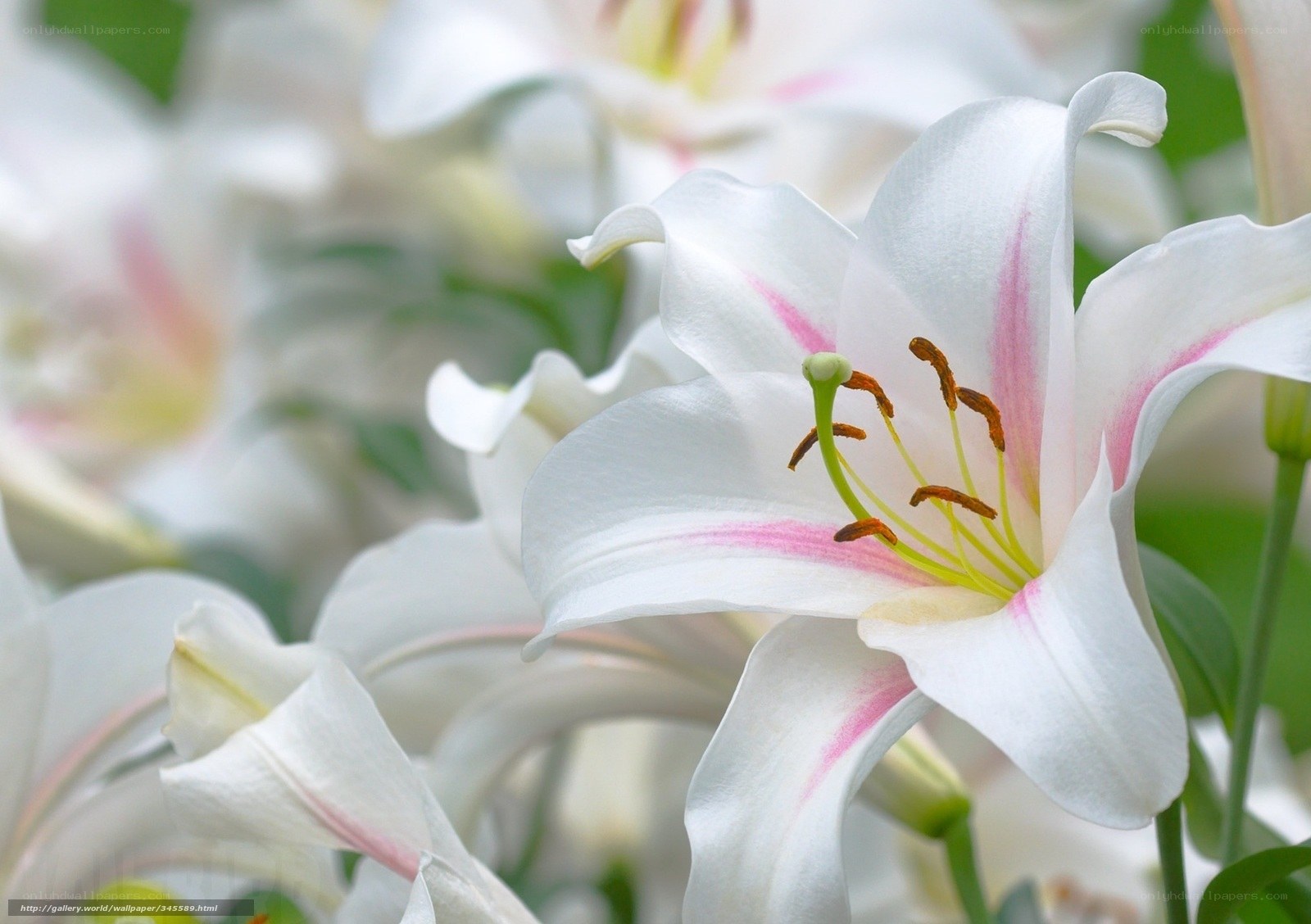 White lilies with pink stripes