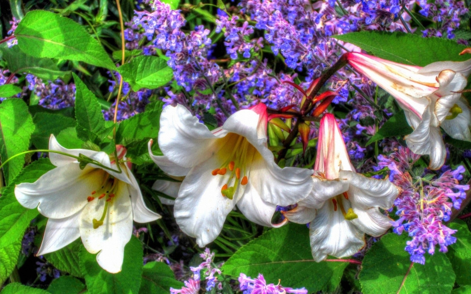 White lilies with purple flowers
