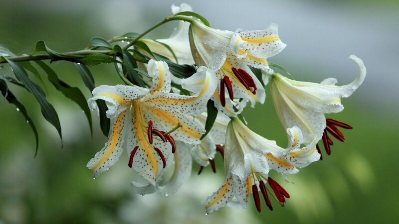 White Lilies with Raindrops