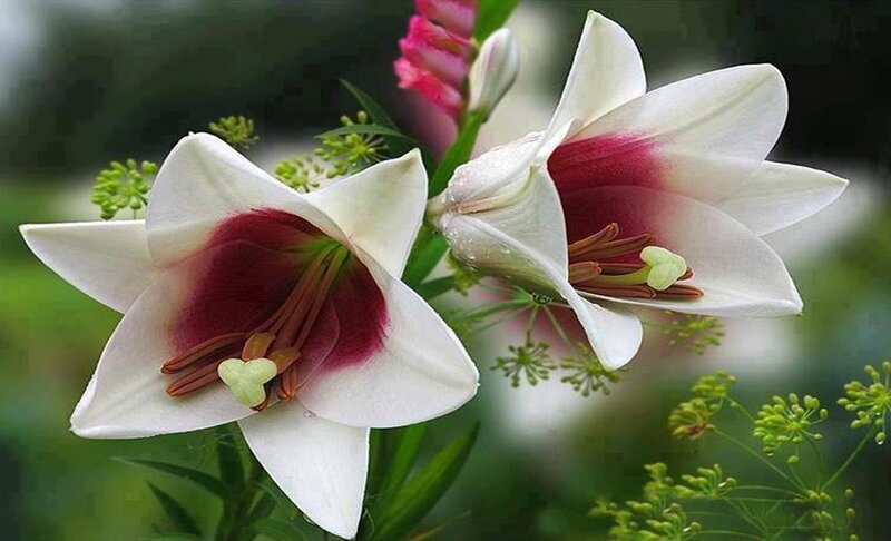 White Lilies with Red Centers — Serene, Spring, Photograph