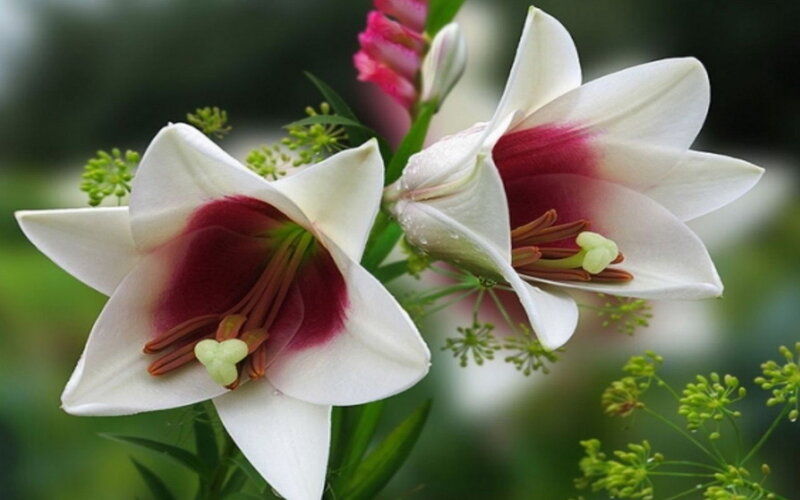 White Lilies with Red Centers — Serene, Spring