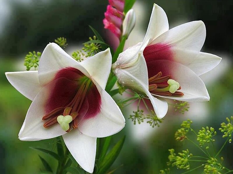 White Lilies with Red Centers — Serene