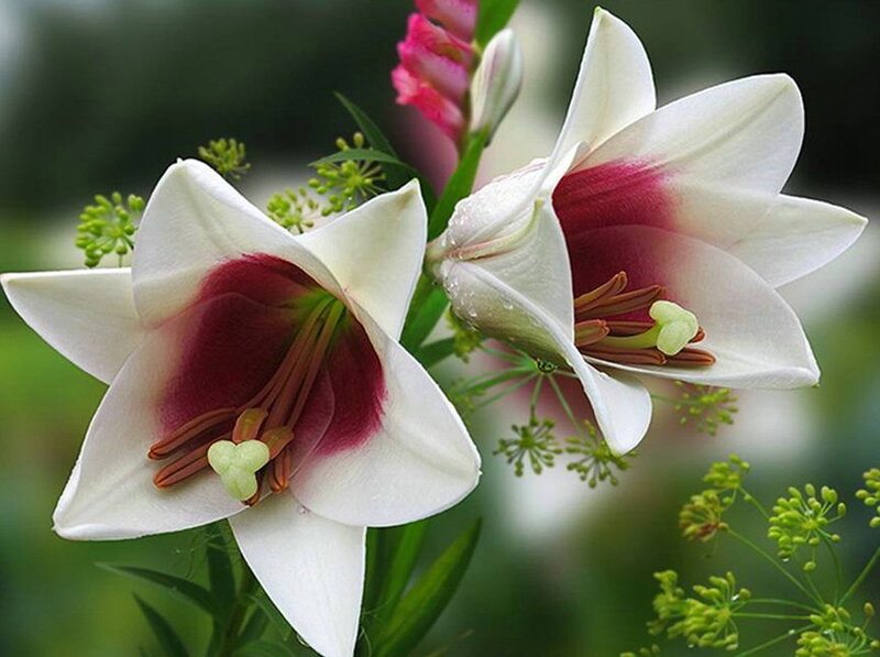 White Lilies with Red Centers