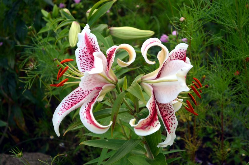 White Lilies with Red Spots — Natural