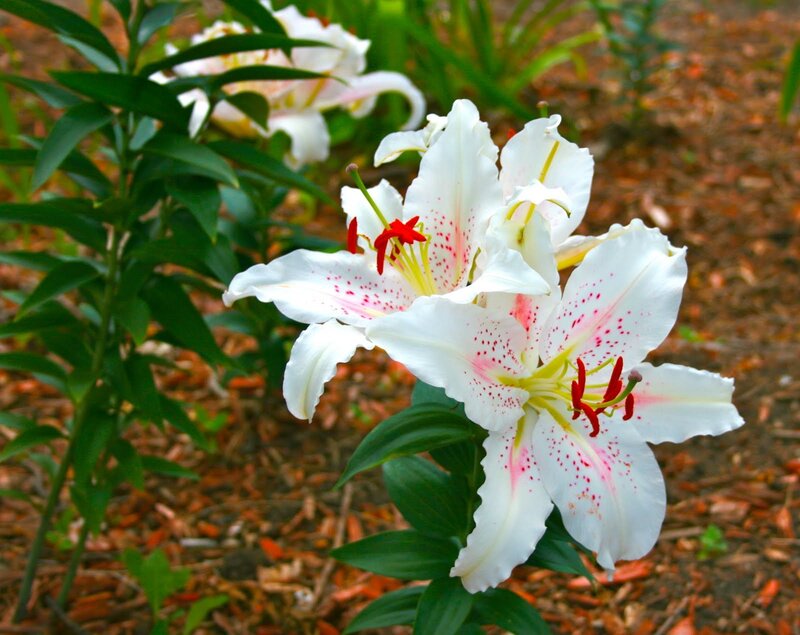 White Lilies with Red Spots