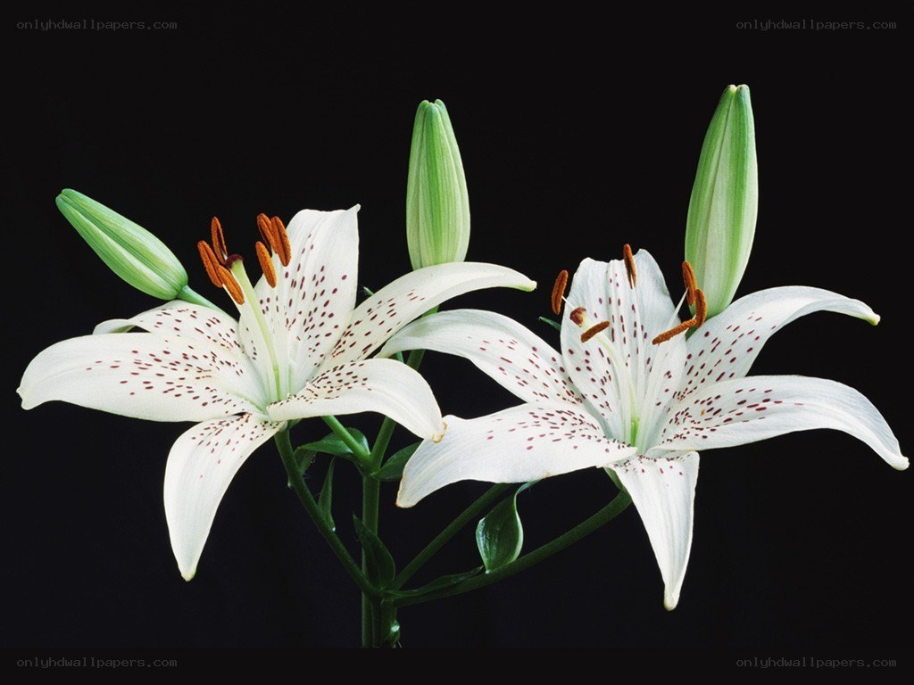 White lilies with speckled petals