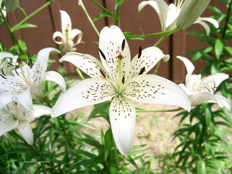 white lilies with spotted petals