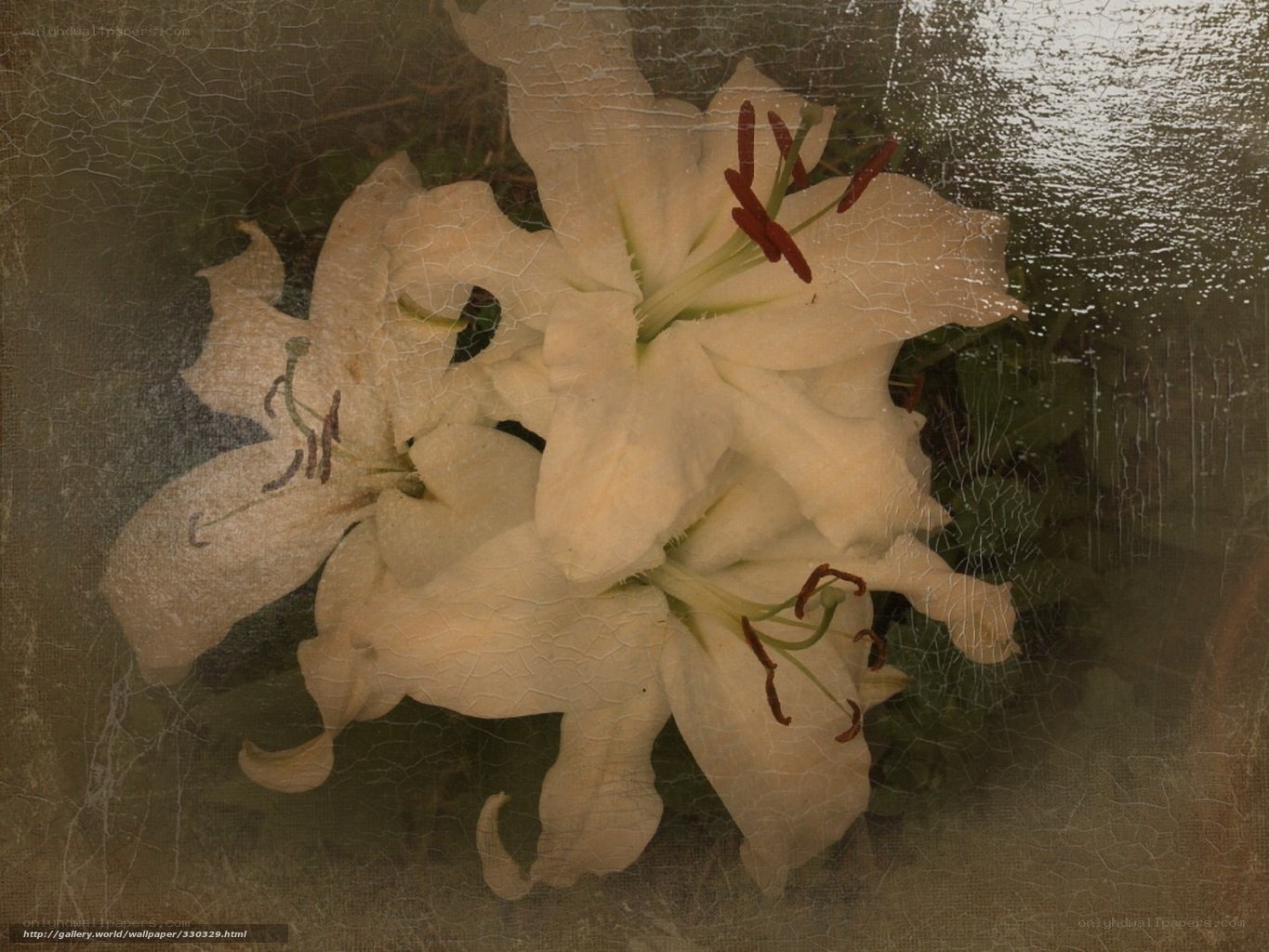 white lilies with vintage effect