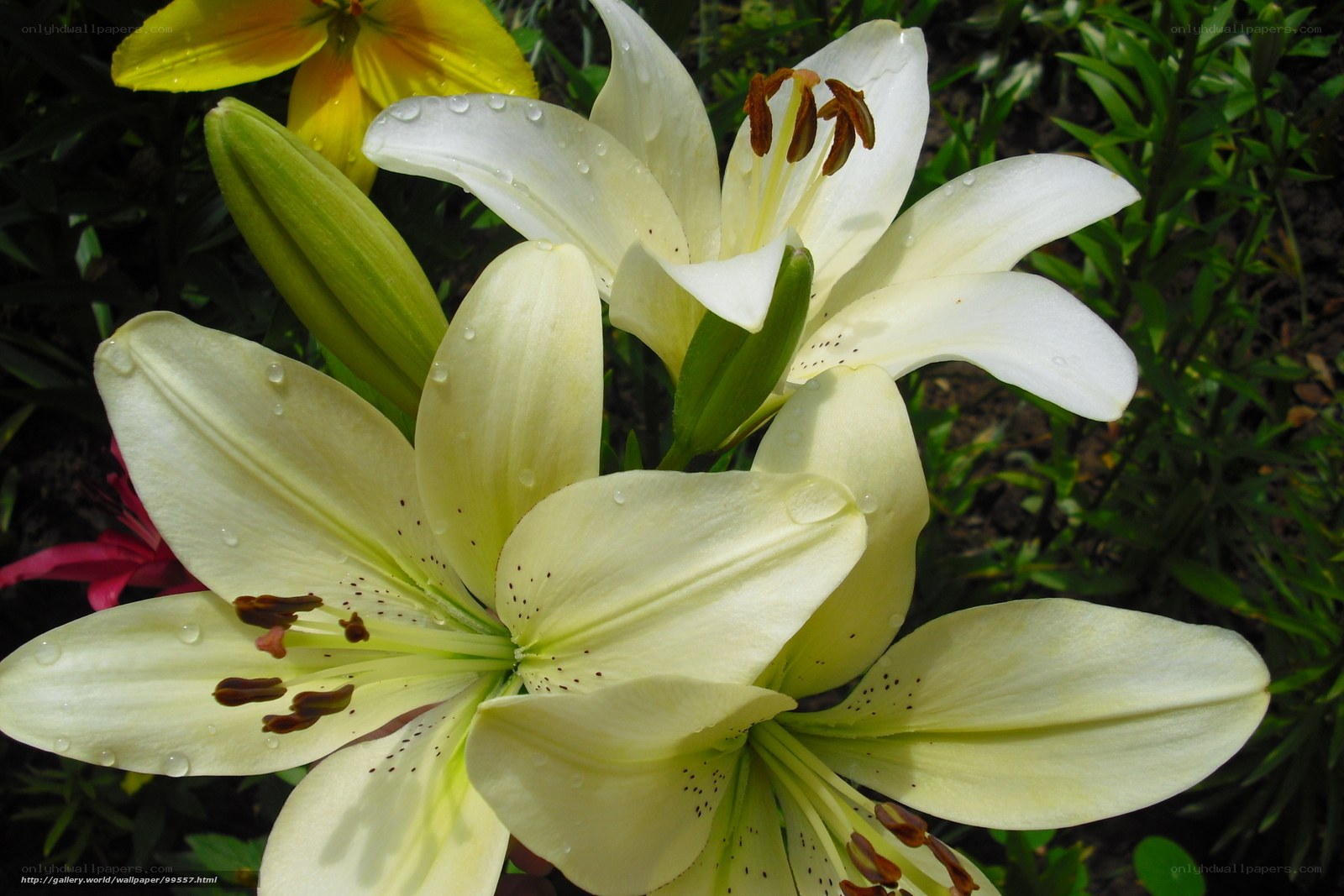 White lilies with water droplets