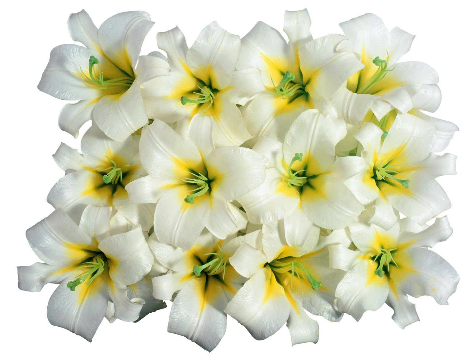 white lilies with yellow centers