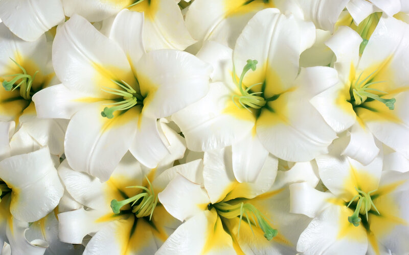 White Lilies with Yellow Centers — Calm