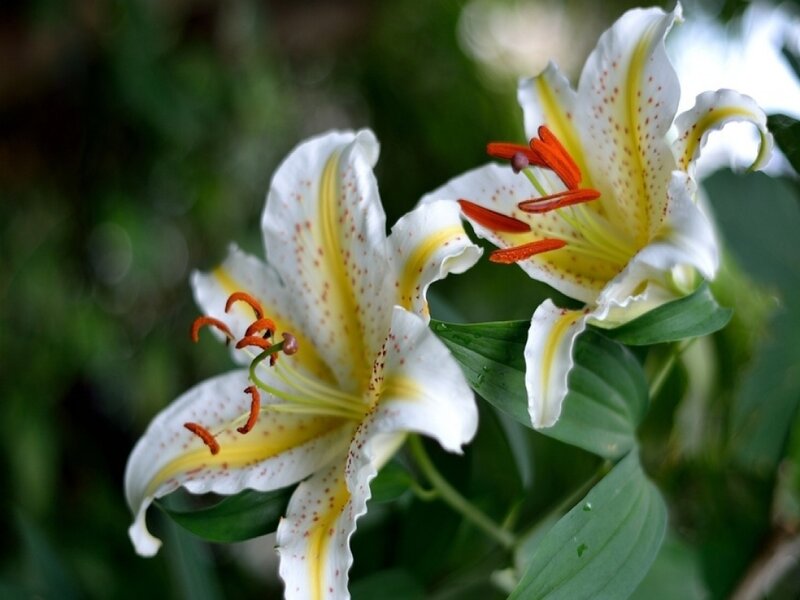 White Lilies with Yellow Centers — Serene