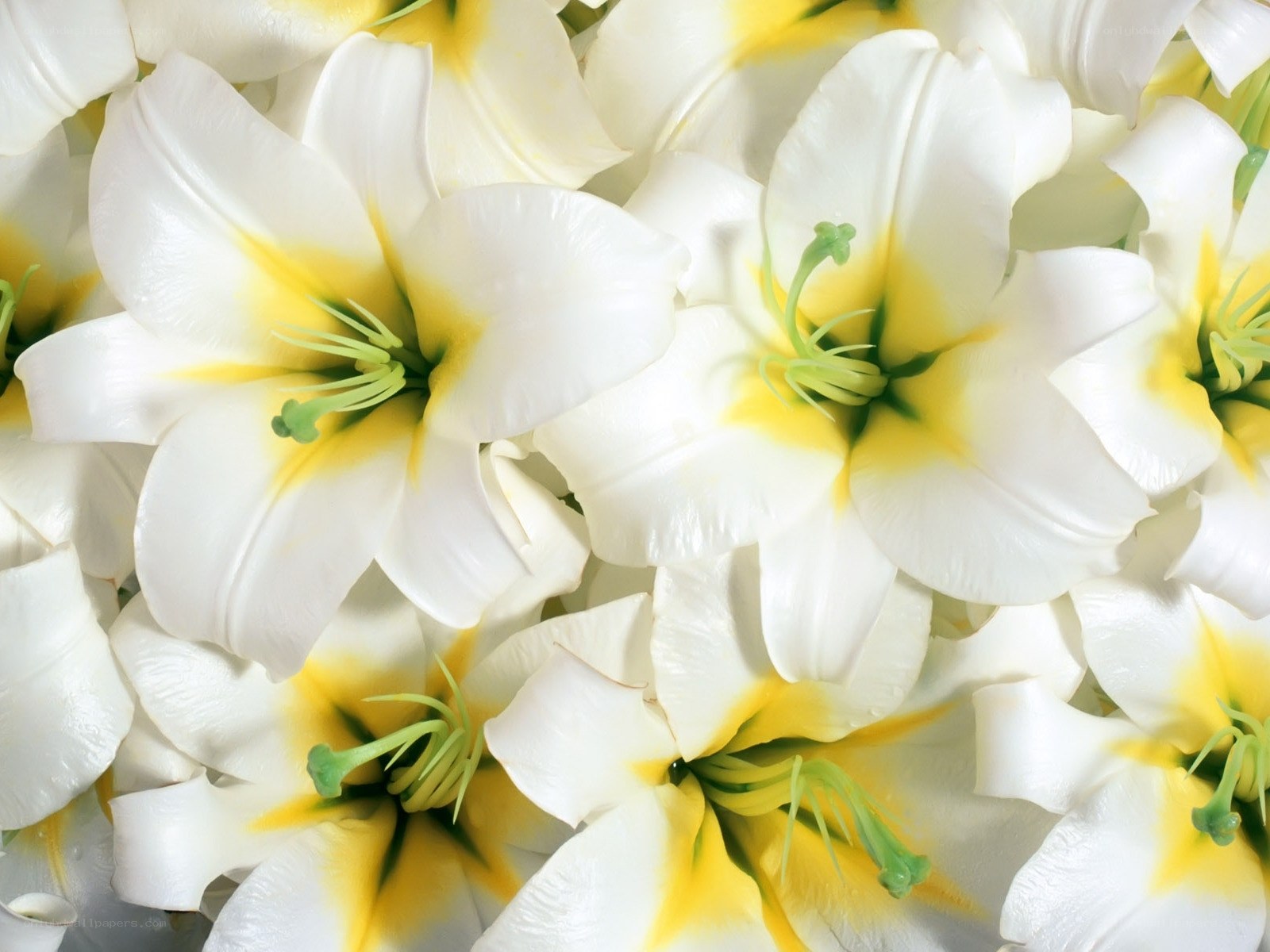 White lilies with yellow centers