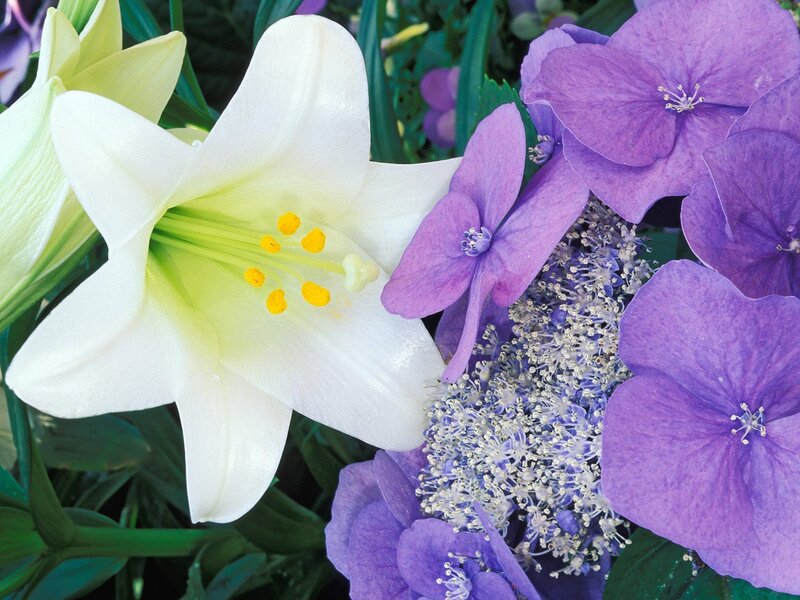 White Lily and Purple Hydrangea — Calm