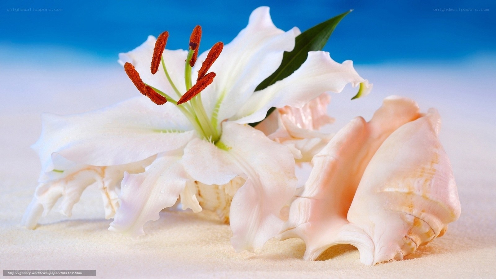 White lily and seashell on sand