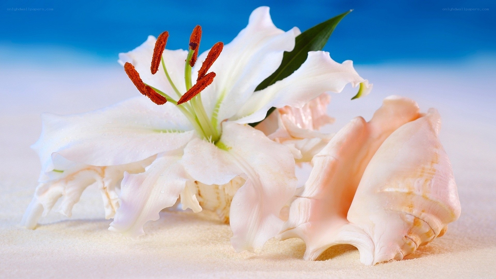 White lily and seashell on sand