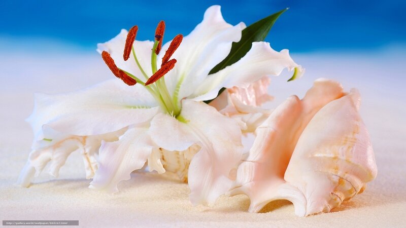 White Lily and Seashell — Serene, Afternoon