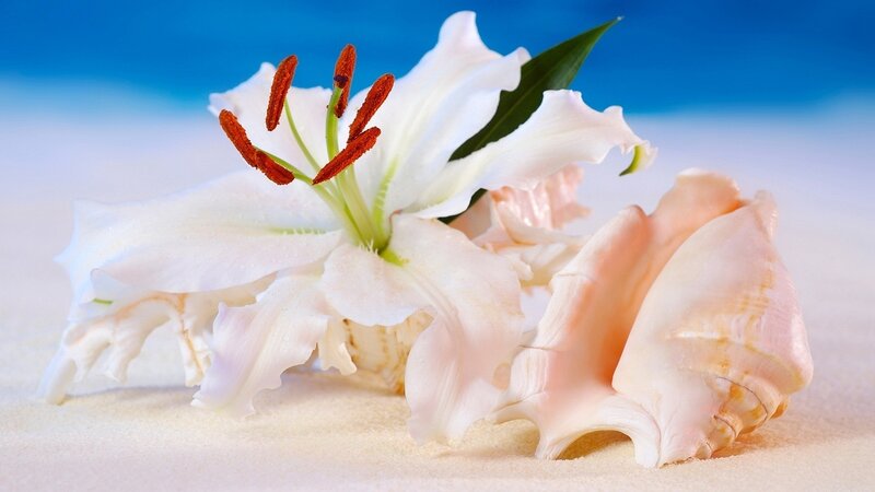 White Lily and Seashell — Serene