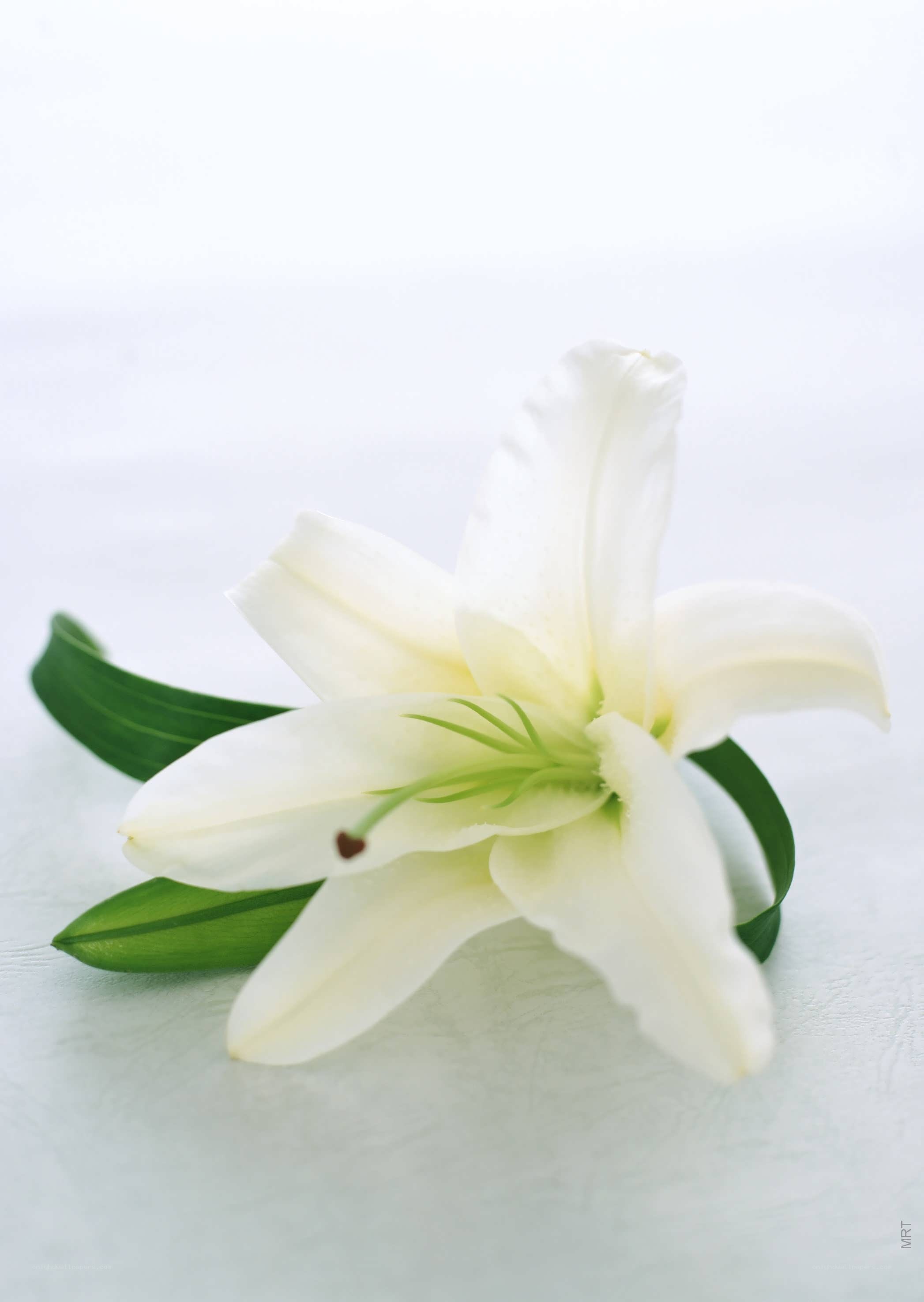 white lily flower