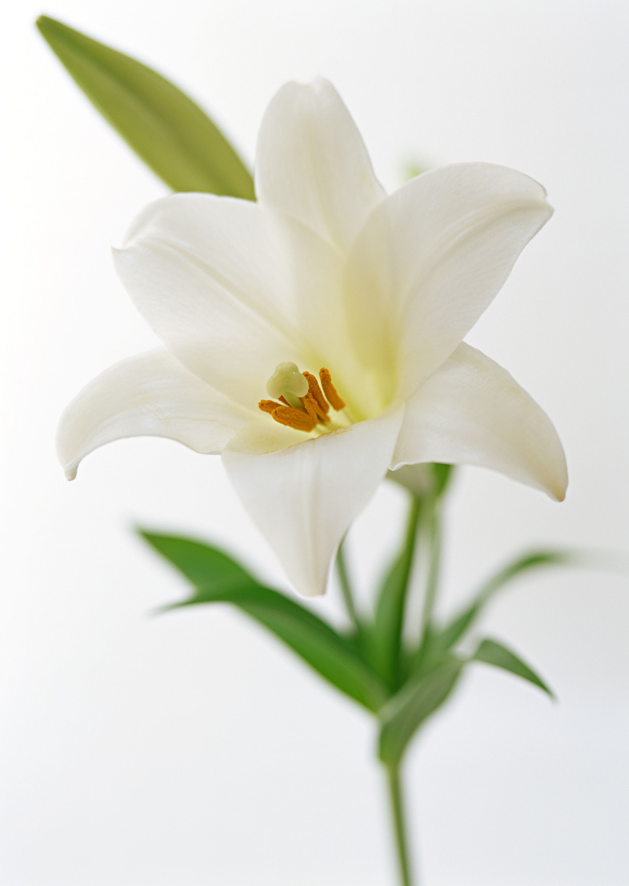 white lily flower