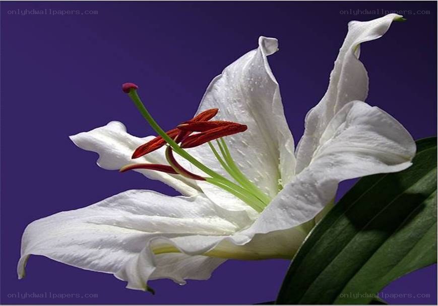 white lily flower