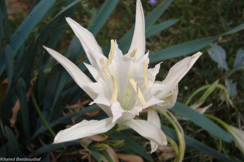 white lily flower