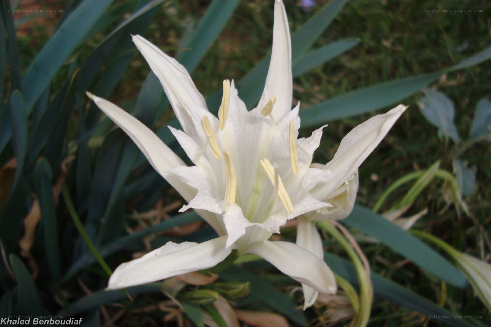 white lily flower