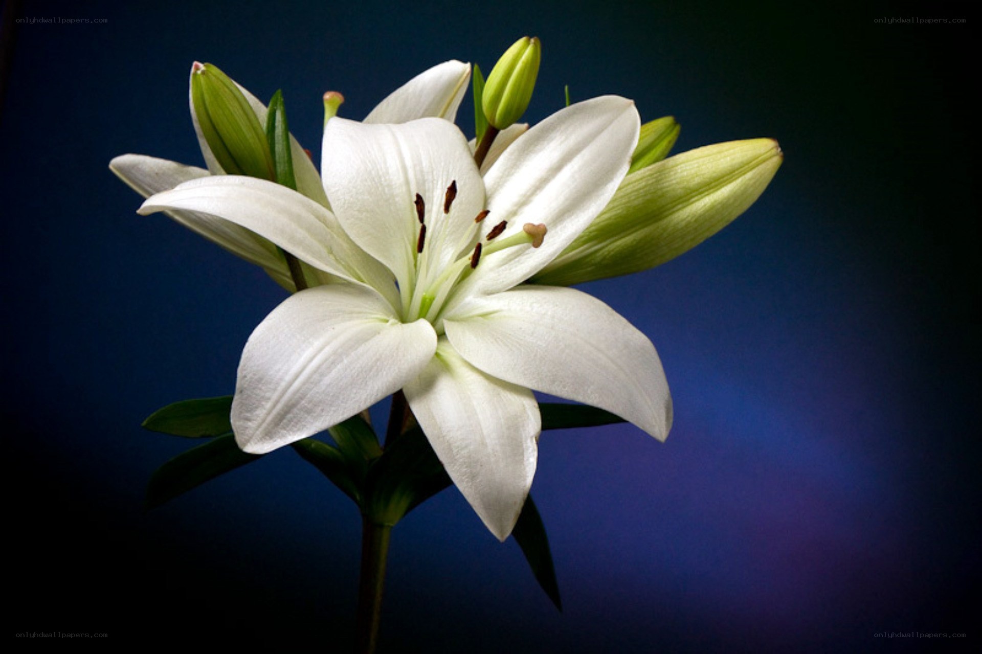 White lily flower