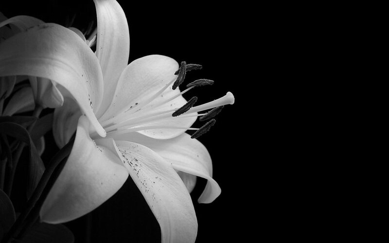 white lily flower