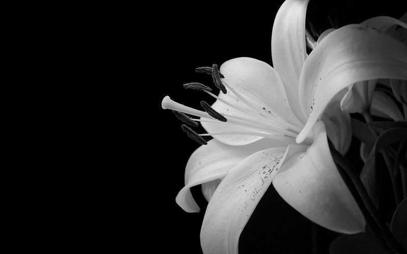 White Lily Flower — Black, Dramatic, Photograph, Petals, Stamen
