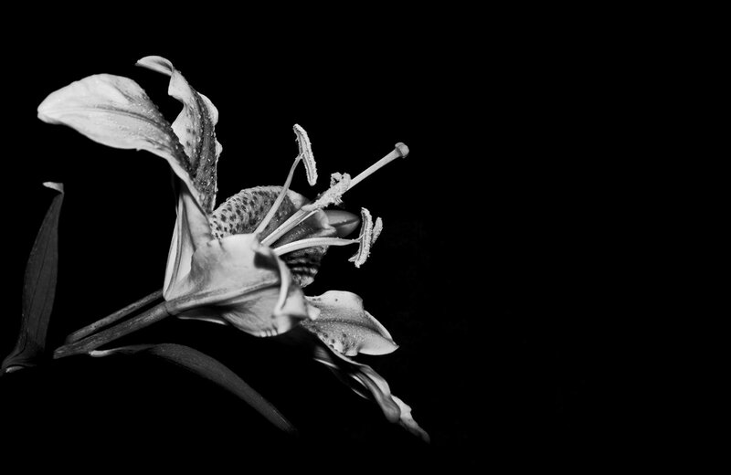 White Lily Flower — Black, Dramatic, Photograph, Petals