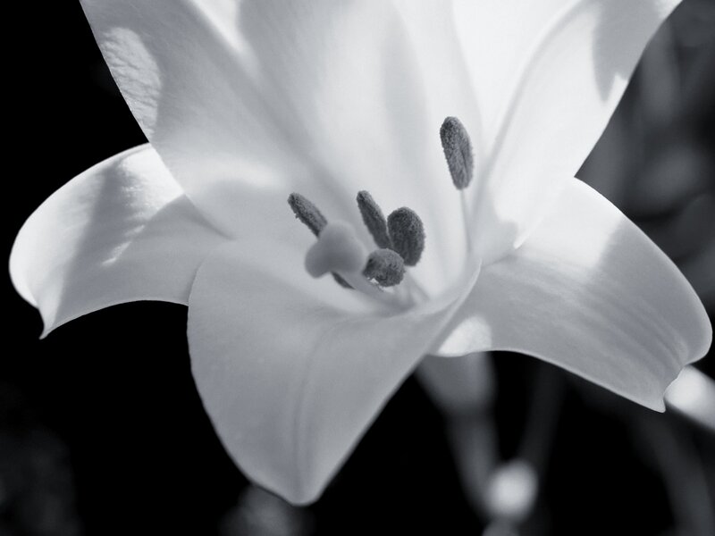 White Lily Flower — Black, Dramatic