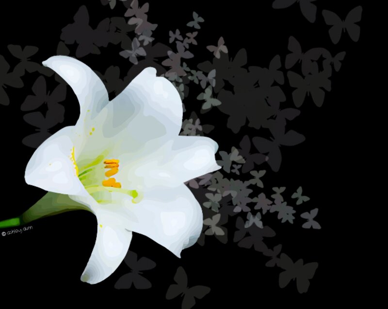 White Lily Flower — Black, Serene, Digital Art