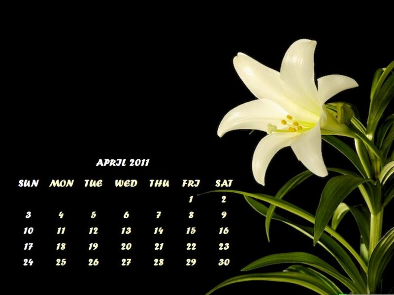 White Lily Flower — Black, Serene