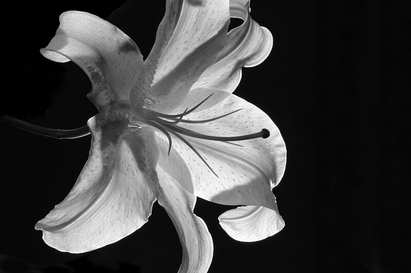 White Lily Flower — Black