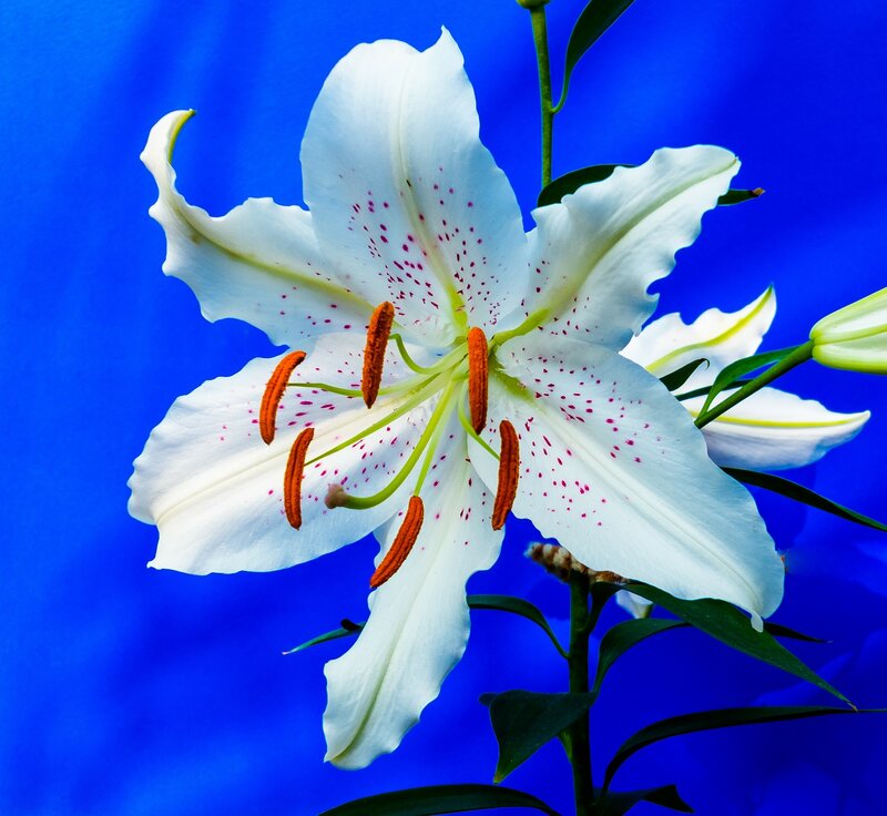 White Lily Flower — Blue, Dramatic