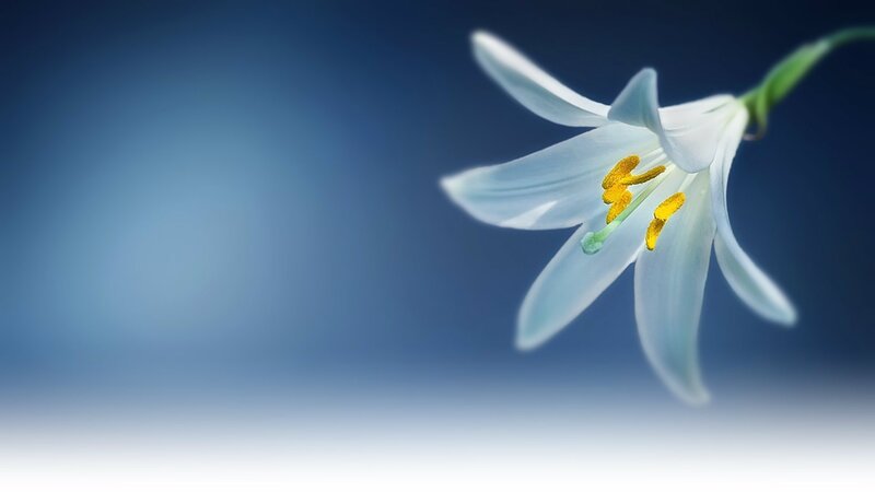 White Lily Flower — Blue, Serene