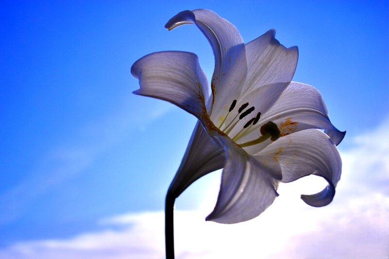 White Lily Flower — Blue